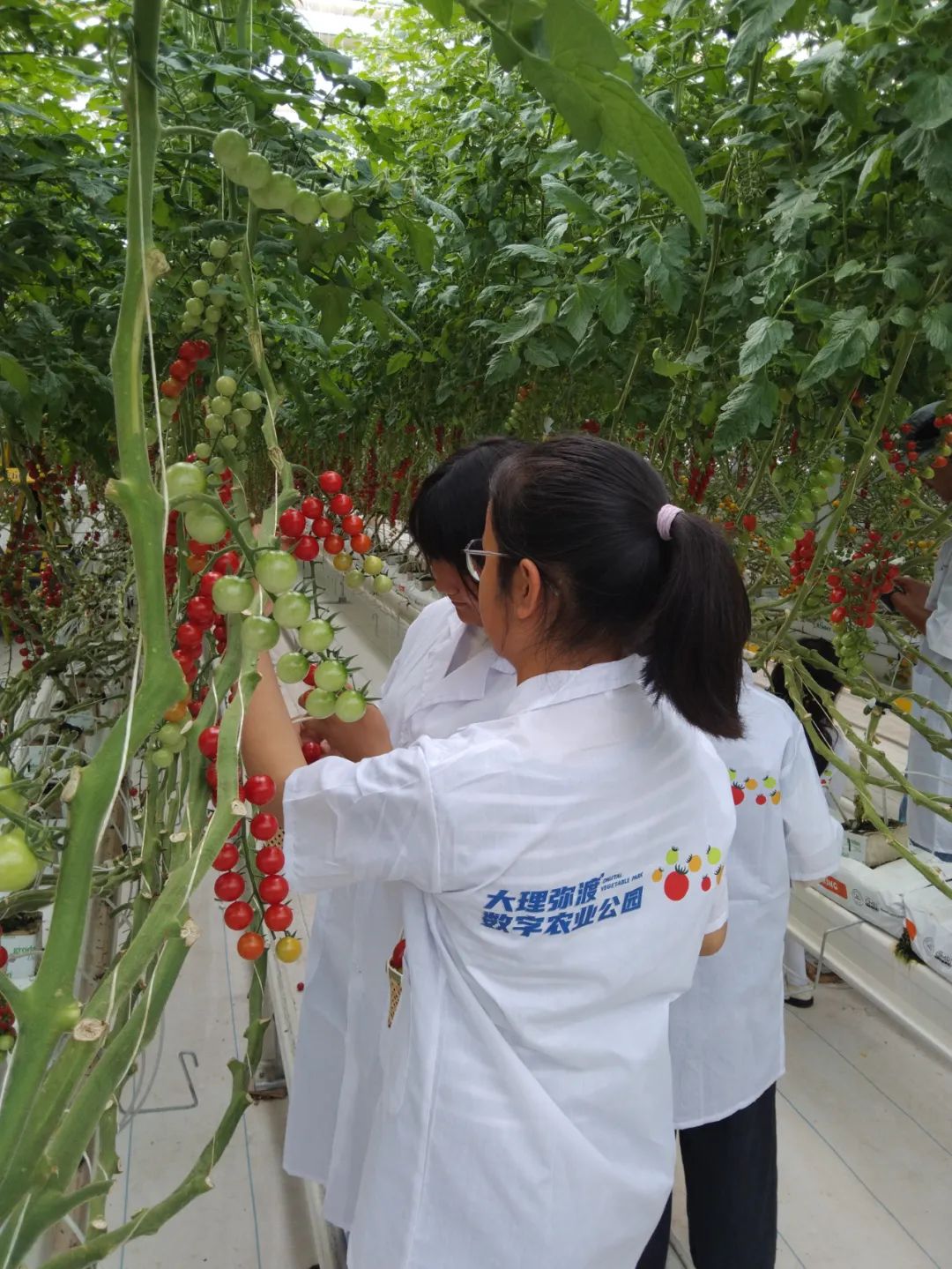 大理弥渡数字农业公园抖音团购,大理弥渡数字农业公园优惠