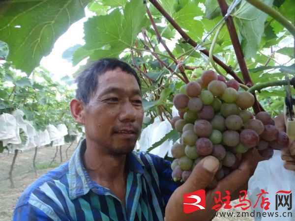 汝南县常兴镇：人大代表引领富民产业兴旺