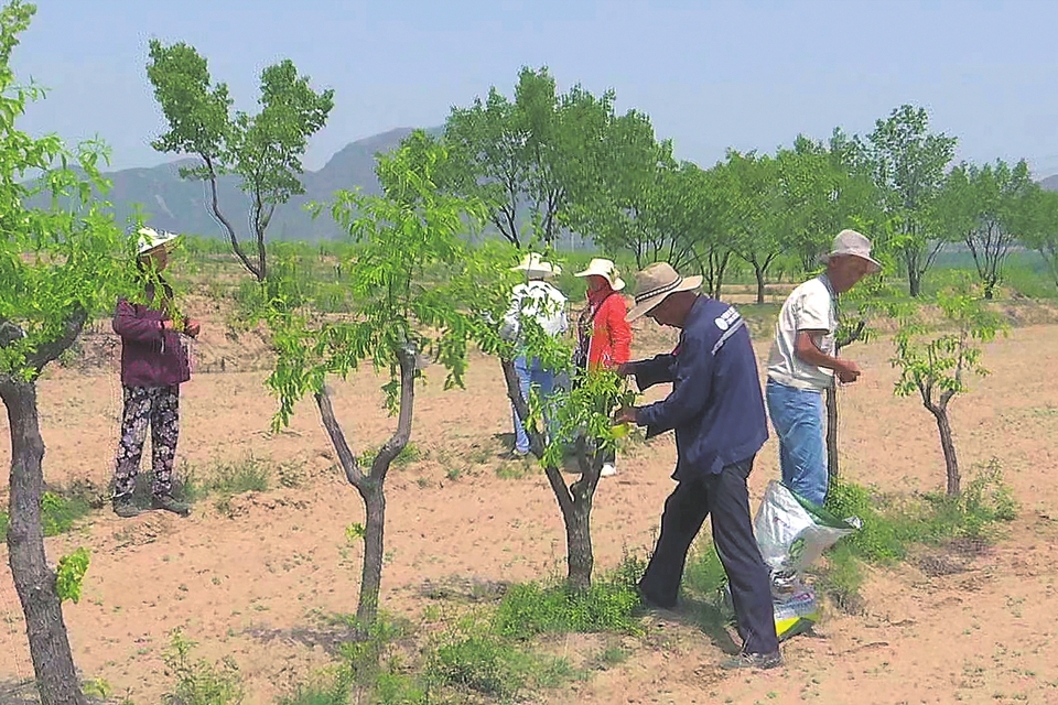 让树发新枝,又见枣树发新芽