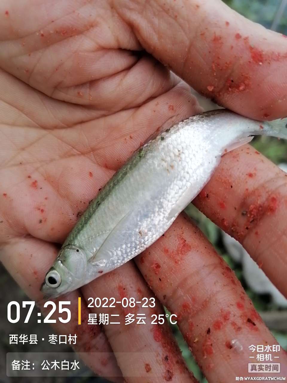 8月里面的鱼怎么钓,钓位选什么鱼最好