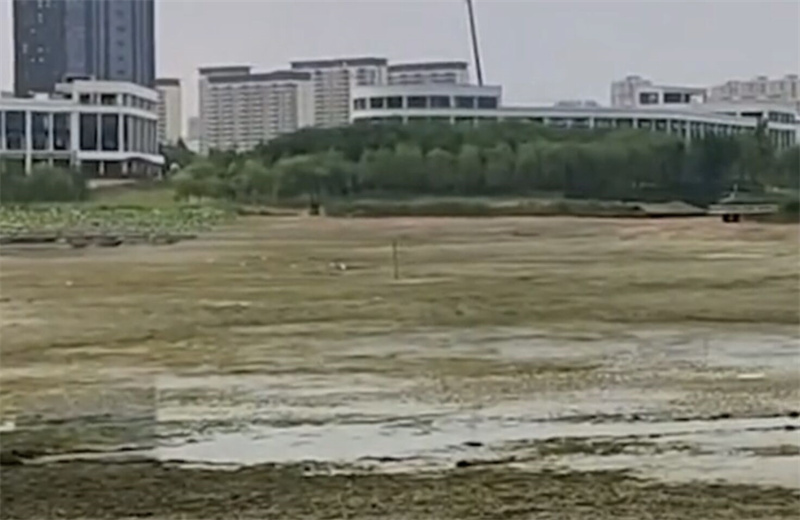河南怪鱼鳄雀鳝,河南汝州湖里的怪鱼确认为鳄雀鳝