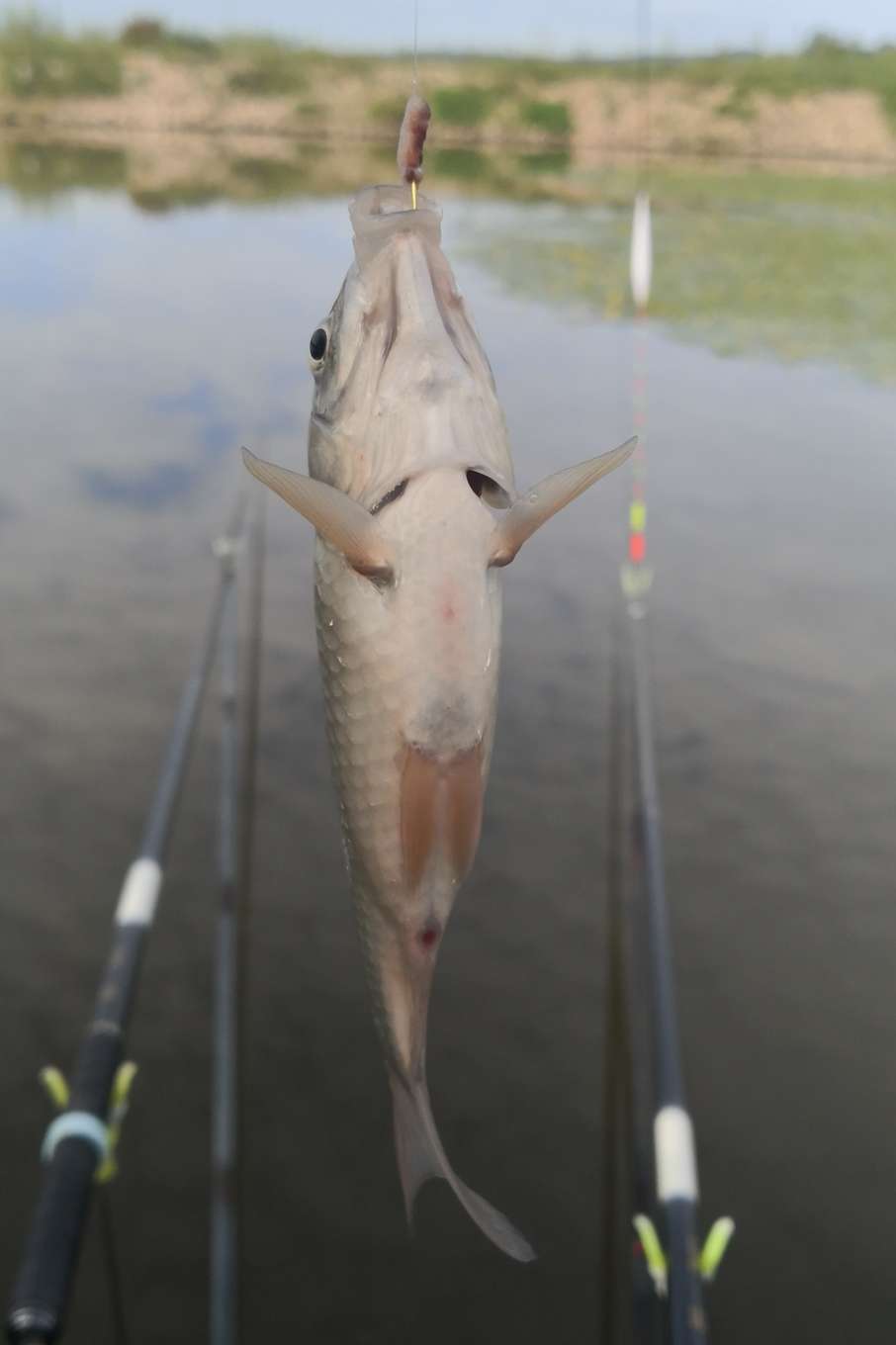海兰湖野钓好去处,海兰湖钓鱼最佳地点