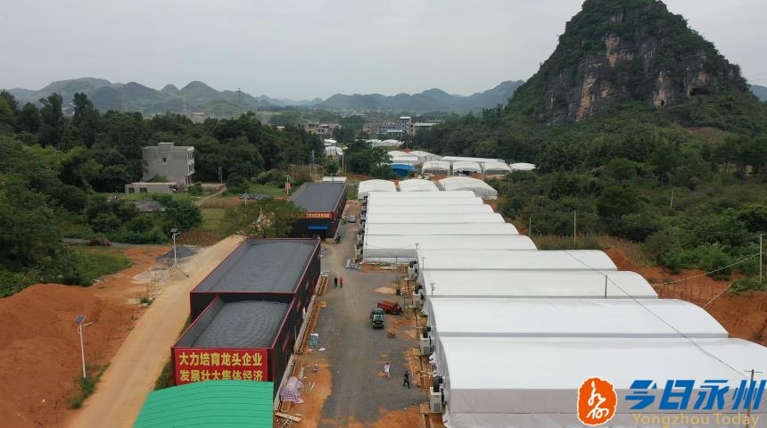 黑皮鸡枞菌产业扶贫基地,永州市江华县鸡枞菌