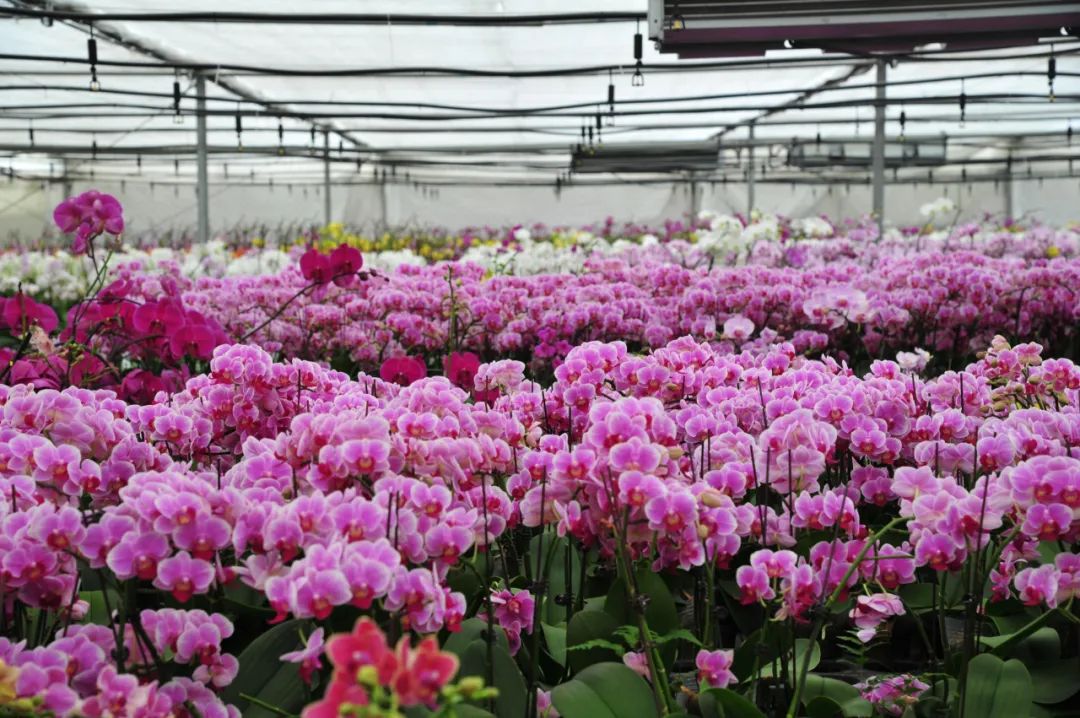 这才是好产品视频,这才是潍坊最好的奢侈品