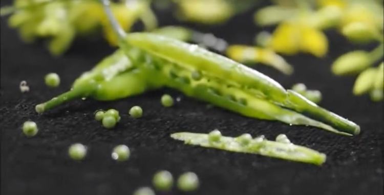 芥末为什么越吃越上瘾,芥末真有那么夸张吗