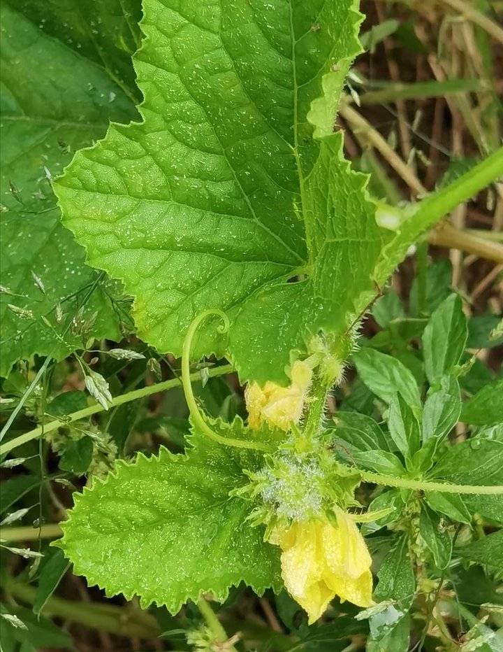 鐢板洯椋庡厜濂藉悆鍠濅笉鐢ㄦ剚,鐢板洯椋庡厜缇庨奔鑲ョɑ绫抽