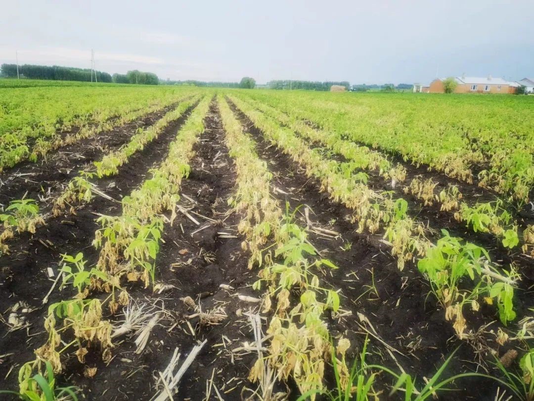 疫霉菌和植物“攻防之战”发生了什么？南农大作物免疫团队与合作者最新成果发表《自然》杂志