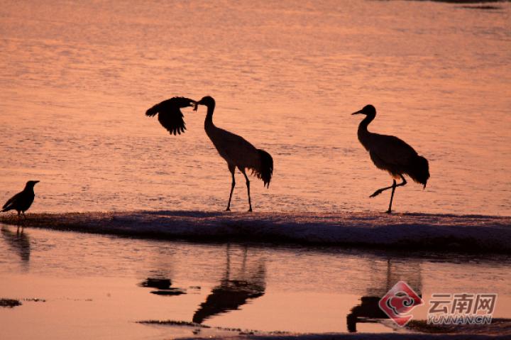 昆明最美的秋天,别眨眼带你看花海
