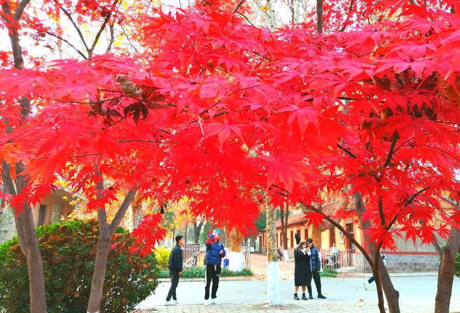 山东十大最美校园,山东最美校园大学