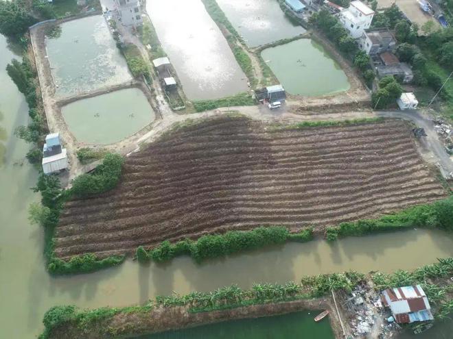 佛山高明两亩鱼塘出租,佛山10亩鱼塘出租需要多少钱