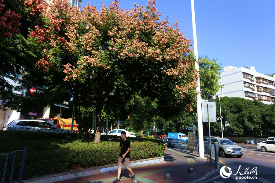 厦门街头的果实,厦门粉色栾树