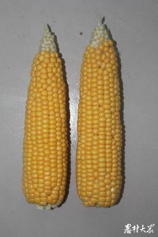 山东省农科院最新鲜食玉米品种,山东鲜食玉米种什么品种好
