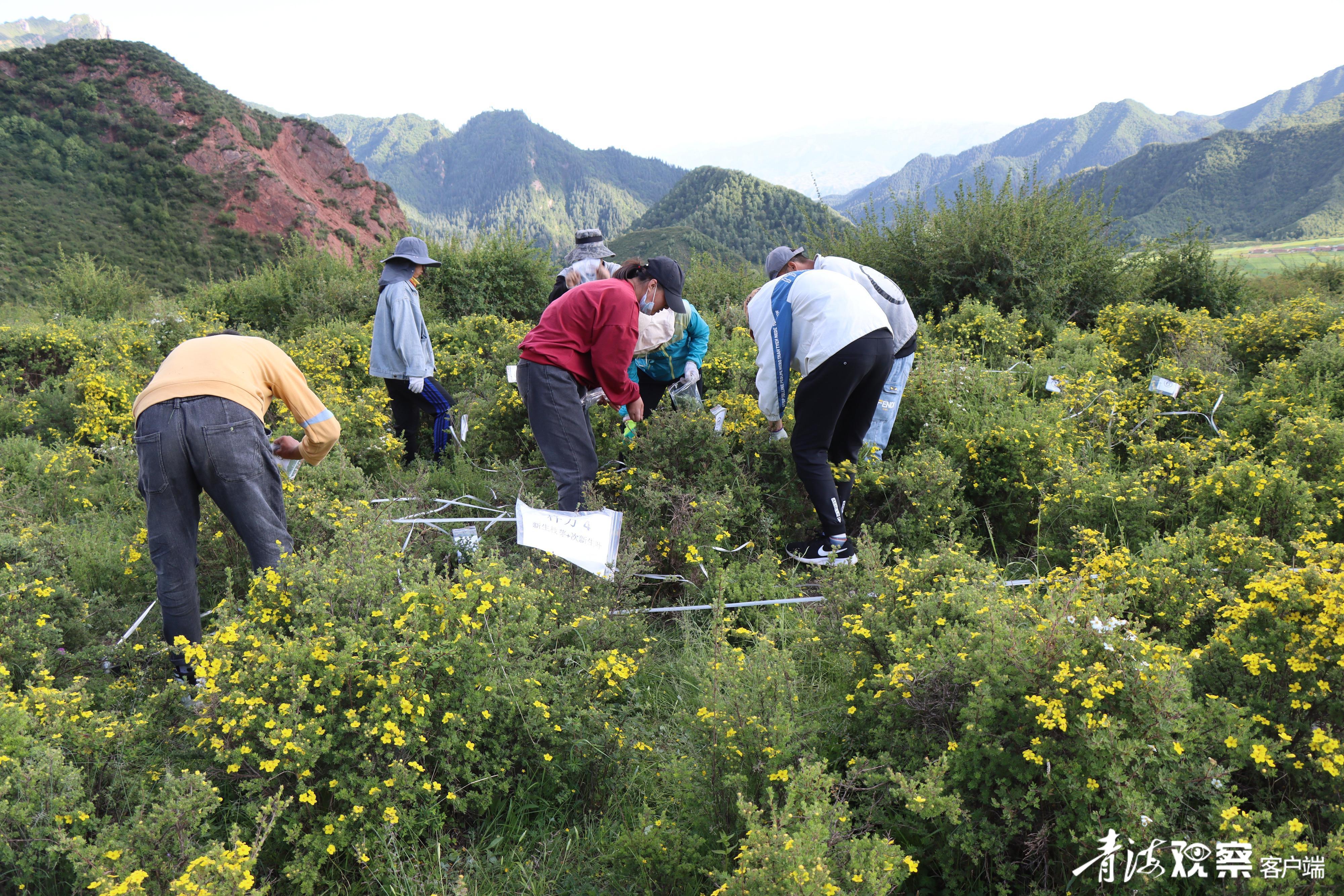 当美丽的察汗河与“产学研”相遇……