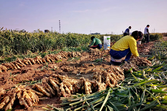 山东大姜放在地窖可以储多久,冬季储存嫩姜