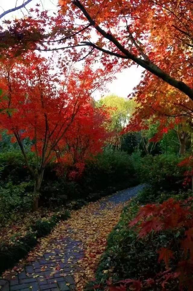 崇明岛看枫叶,崇明赏枫最佳去处