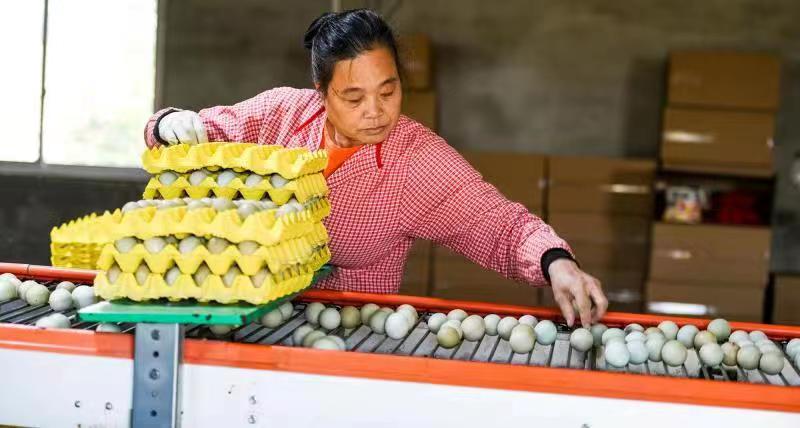 嘉鱼老油铺养殖专业合作社：专注生产绿壳鸡蛋