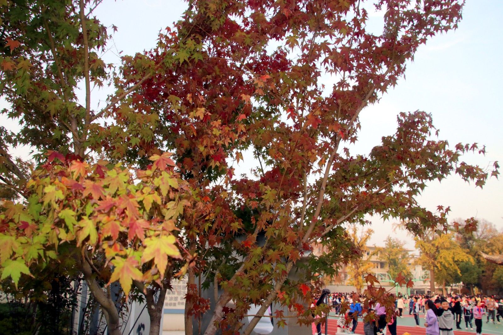 苏州美景图片大全大图,苏州水乡绝美的景色全景图