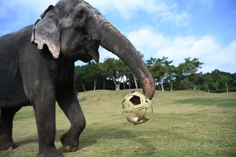 球星云集的比赛,球星齐聚广州