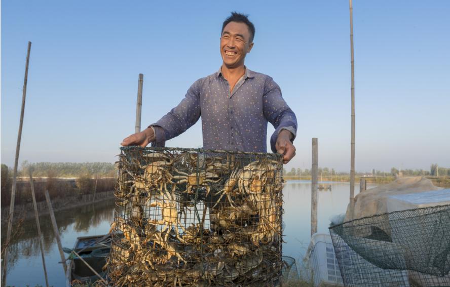 阳澄湖大闸蟹亩产量一般多少斤,微山湖大闸蟹养殖方法