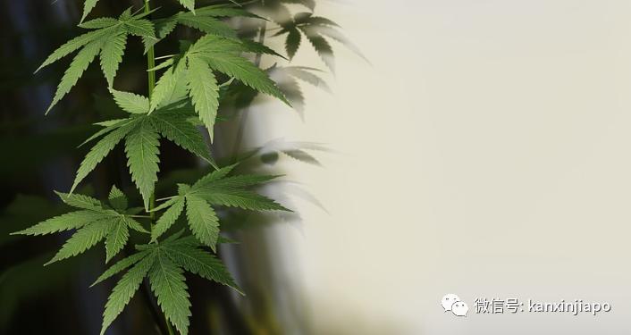 卡塔尔新加坡视频,卡塔尔和新加坡哪个大