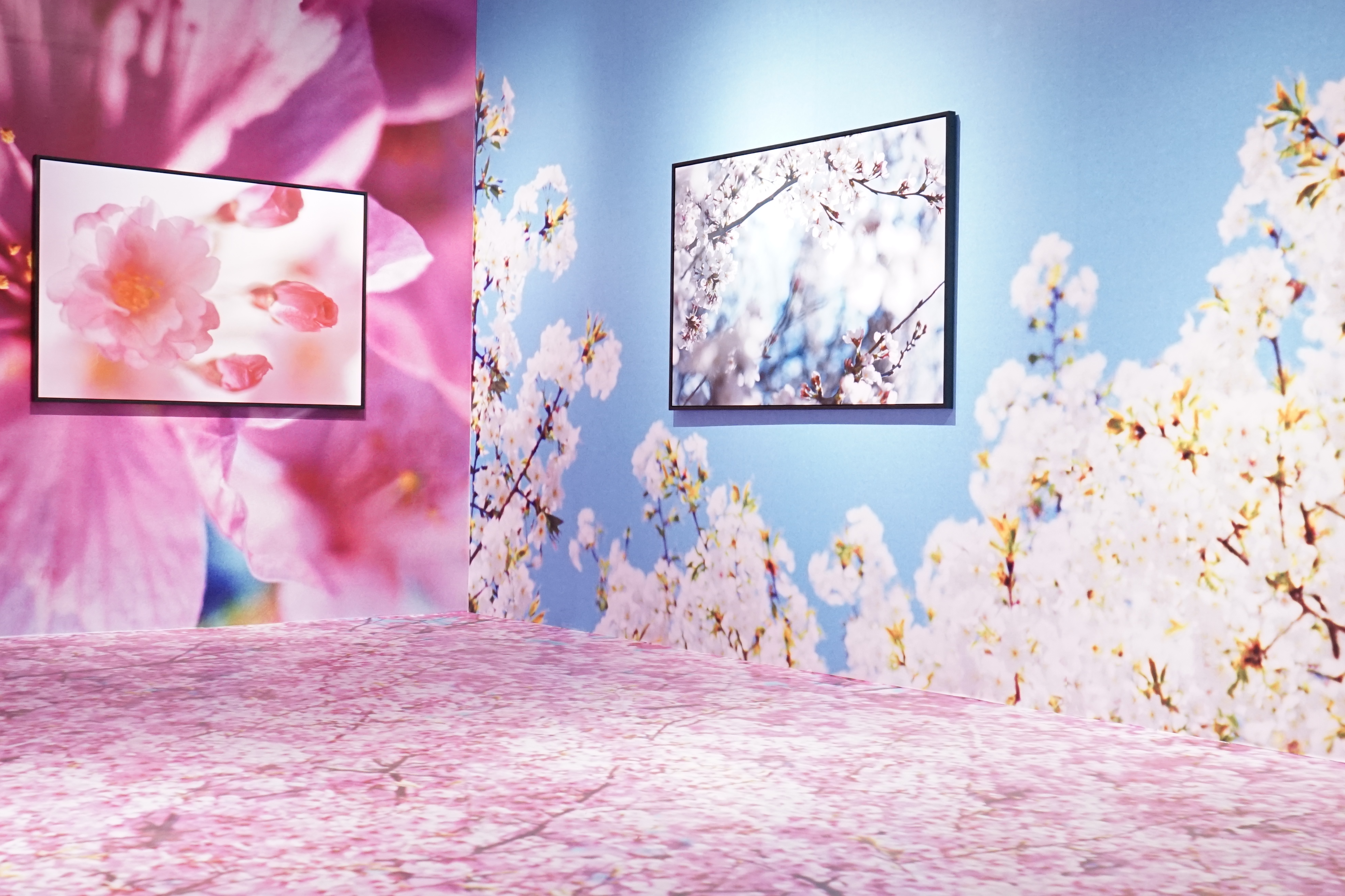 摄影收藏,摄影作品有收藏价值吗