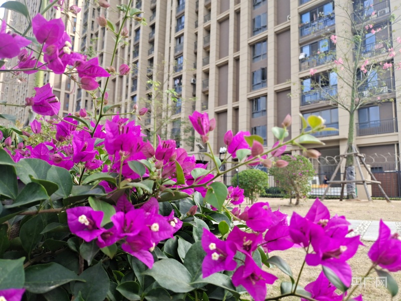 「组图」探访厦门最大保障性安居工程