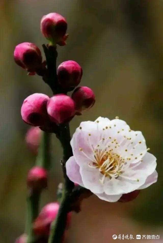 梅花香自苦寒来宝剑锋从磨砺出,梅花香自苦寒来