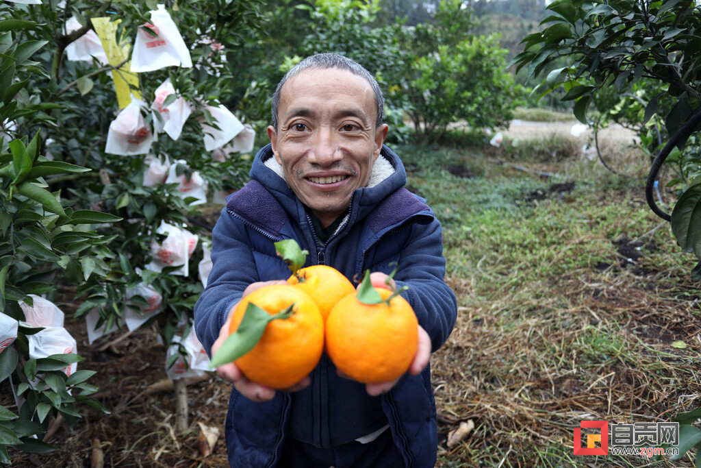 “袖珍果王”胡国权的生意经：动动手指发发“朋友圈”便销路不愁