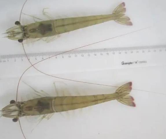 中国对虾养殖新技术研发成果,对虾养殖业必由之路