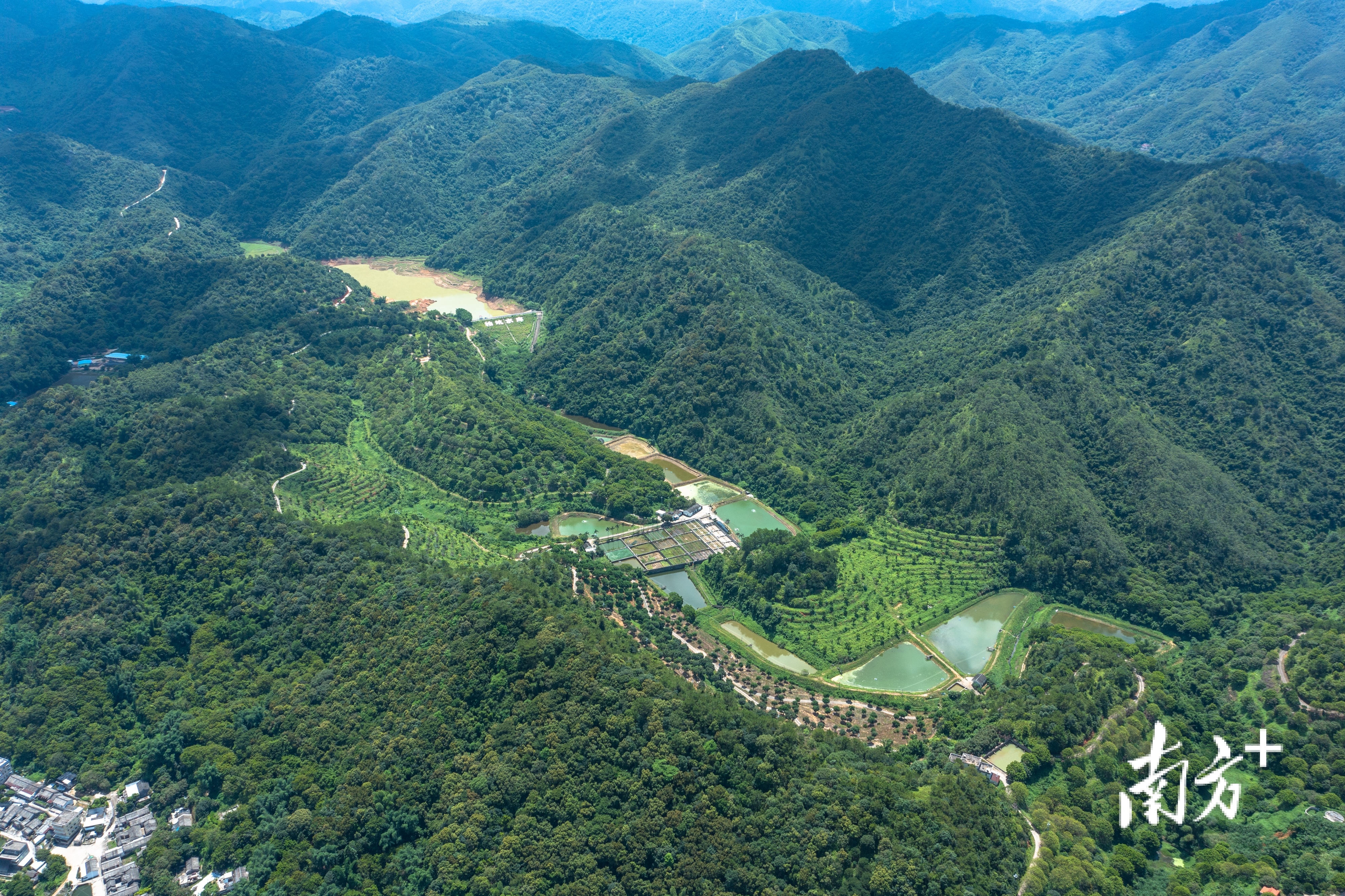 市面上好吃的橄榄有几个品种,橄榄的种类和区别