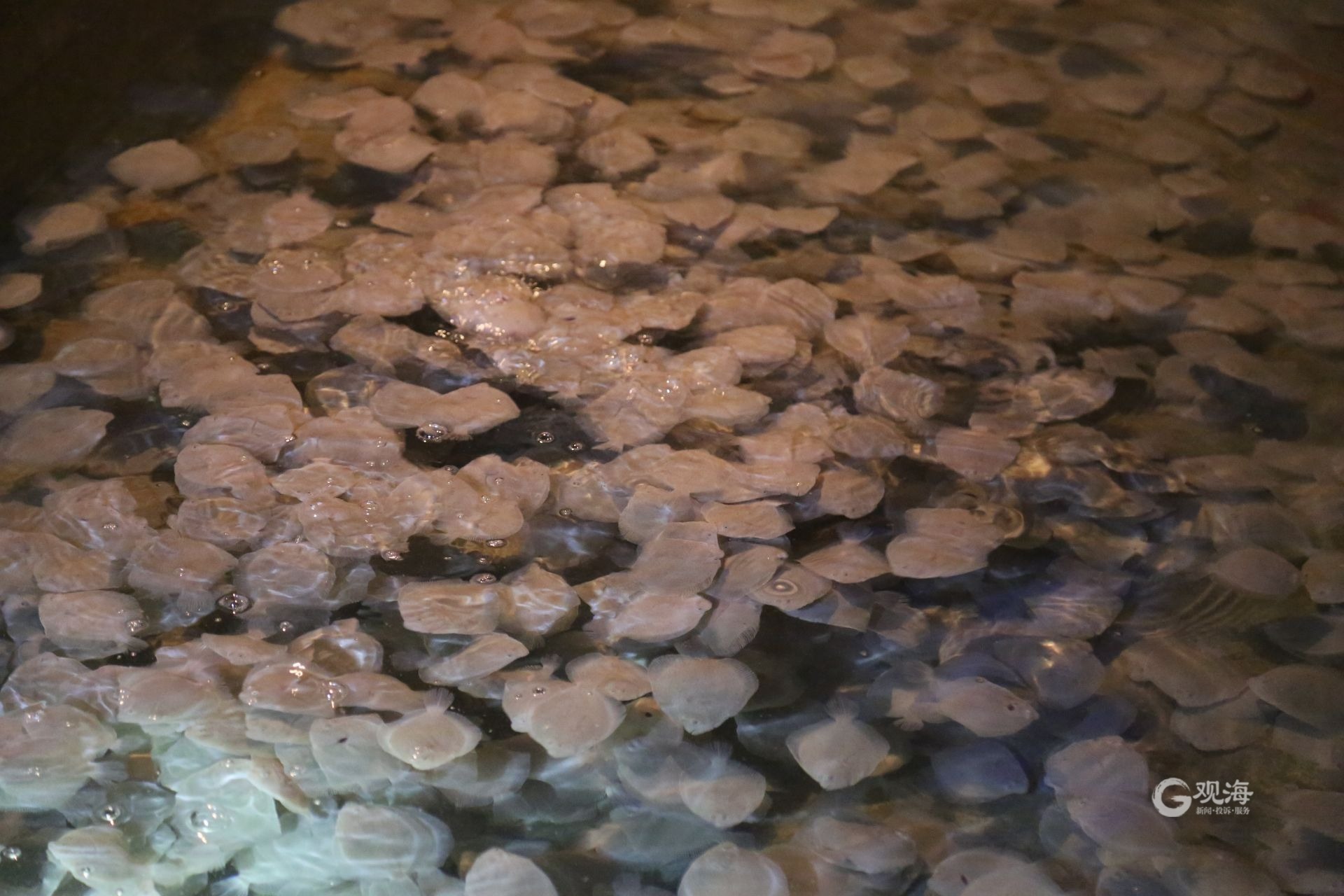 中国多宝鱼实现了人工养殖,近海养殖多宝鱼