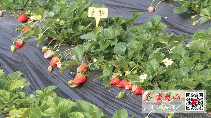 我的家乡蒿坪,我的家乡在蒿坪