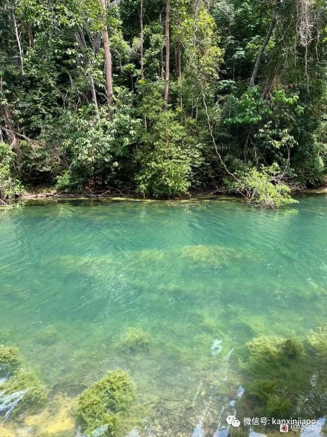 新加坡如何应对物价上涨,新加坡物价涨了吗