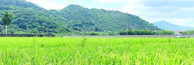 我的创业理想和梦想,我们的理想播种在希望的田野上