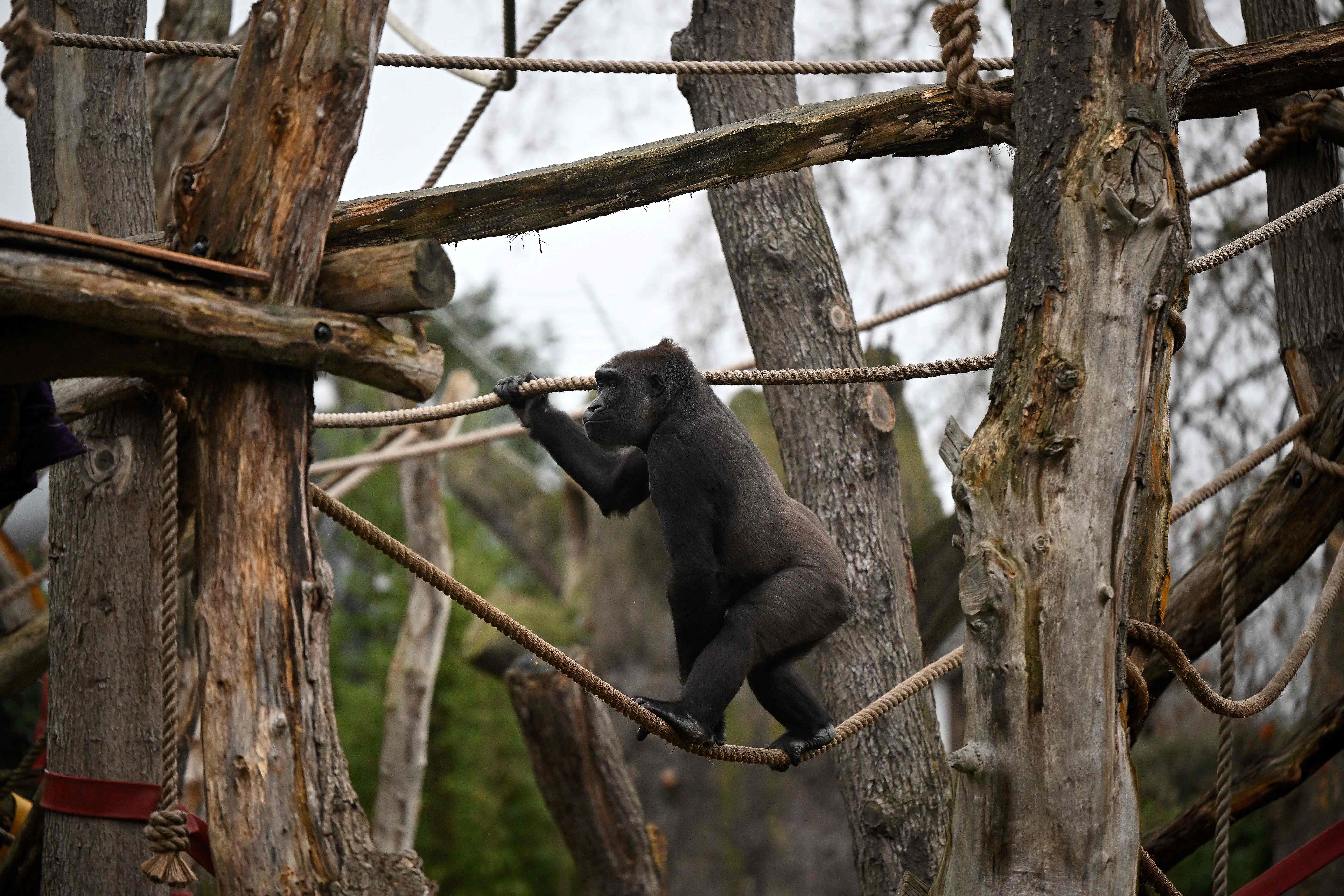 伦敦动物园动物大盘点,欧洲伦敦动物园