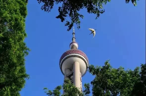 打卡陆家嘴三件套的电梯,打卡陆家嘴三件套叫什么