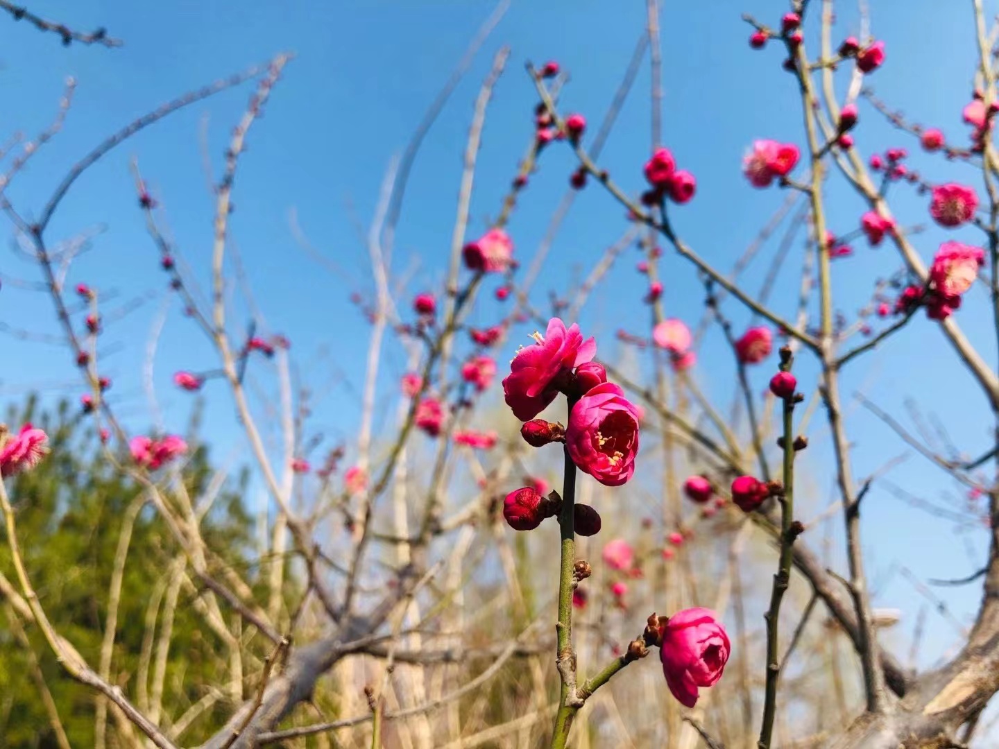 域外来风（滨州网2023第1辑）淄博市诗词学会莲池诗社作品选