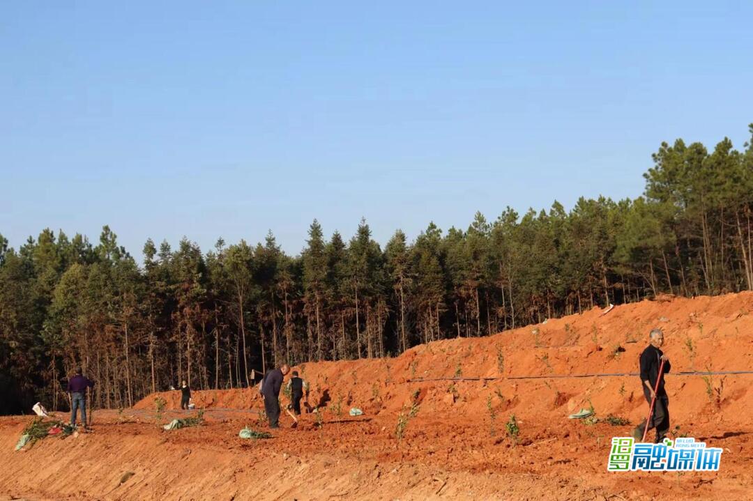 罗江镇山秀村：种植油茶添“新绿”，振兴乡村“钱”景好