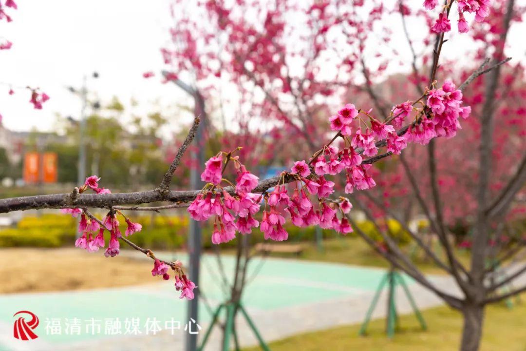 福清赏樱花,福清粉色樱花
