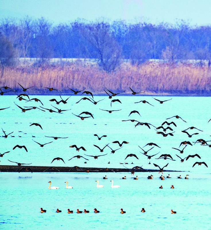 悠悠寸草心报春晖,谁言寸草心报春晖