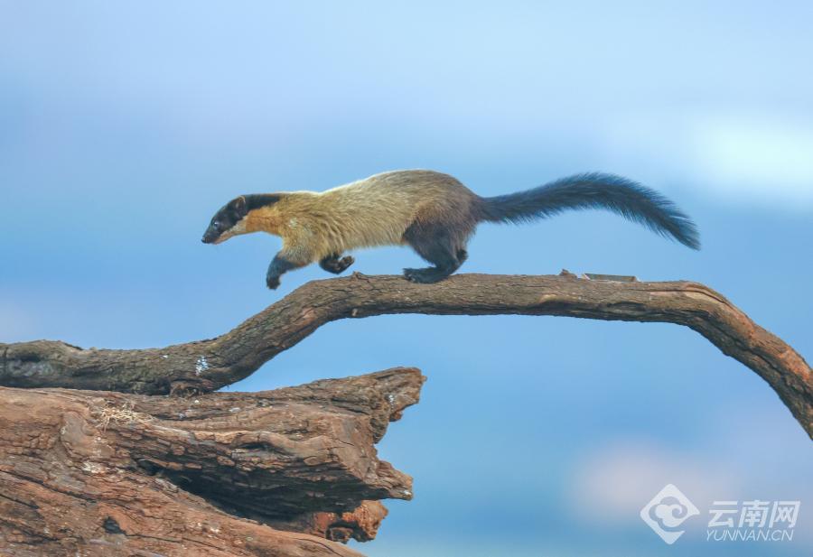 会泽县黑颈鹤保护管理局,云南会泽黑颈鹤保护区