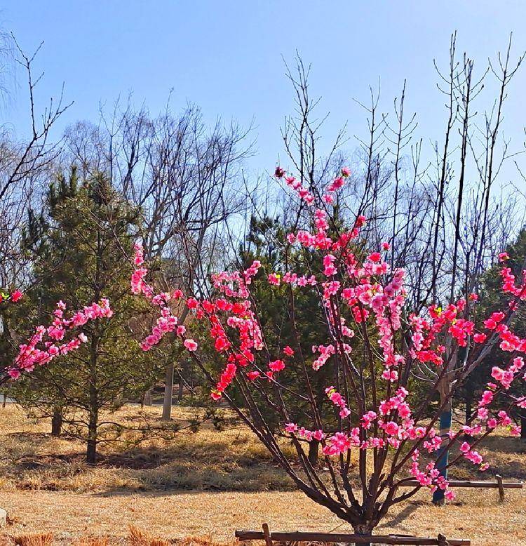 东北河流开冻,七九河会冻开吗