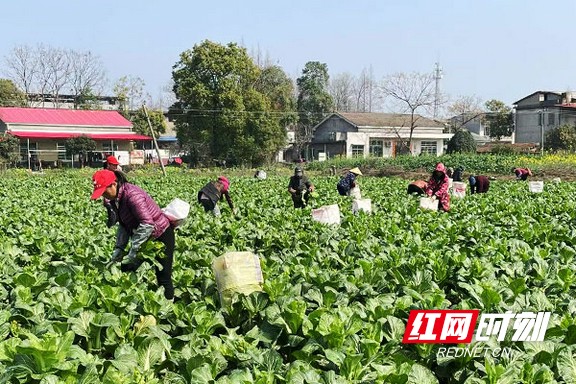 三台县青菜丰收助力农民增收,南县芥菜丰收