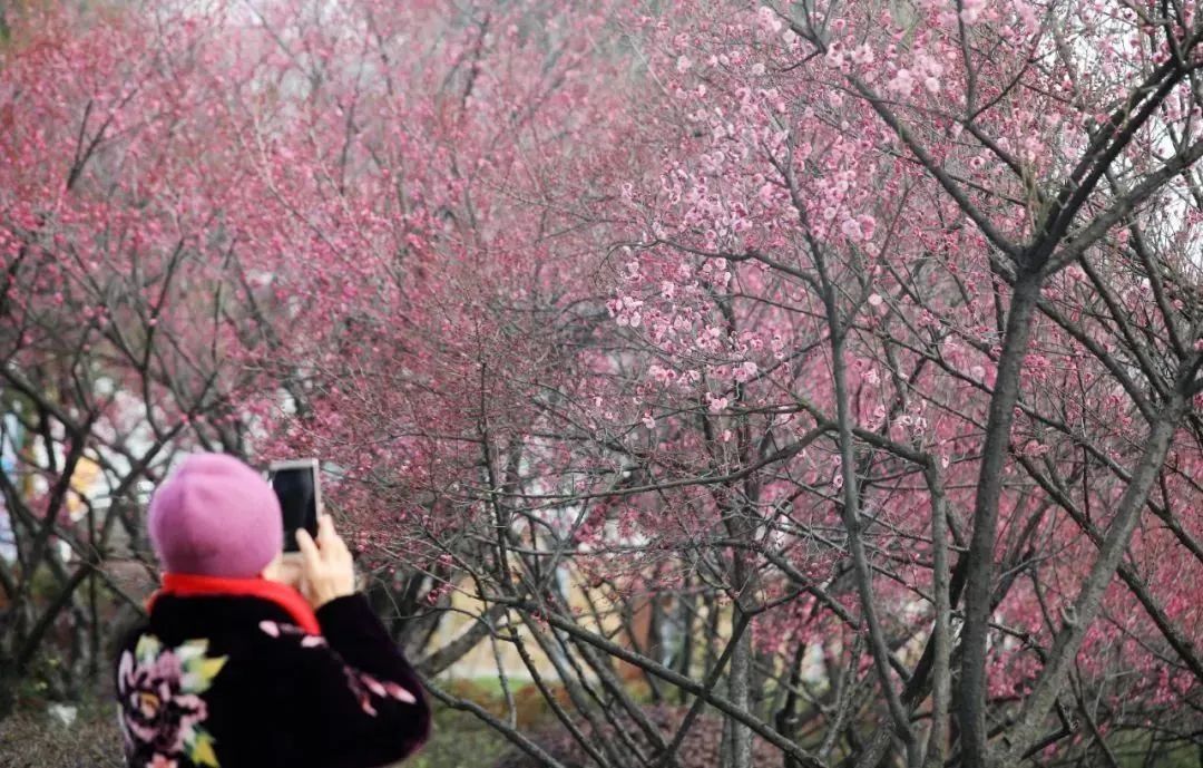 合肥最美赏梅地,合肥春季周边自驾一日游最佳路线