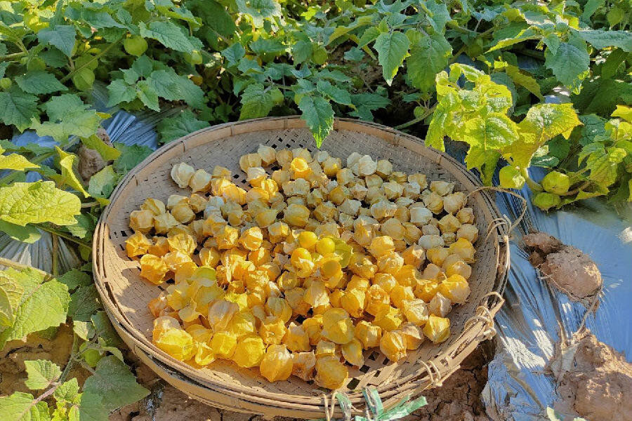 深山农产品致富项目,深山种植致富的路子