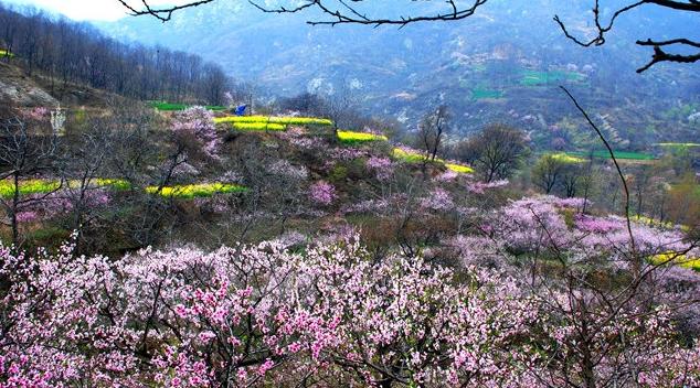 郑州最全的春季赏花地图来啦,郑州最全春季赏花地图