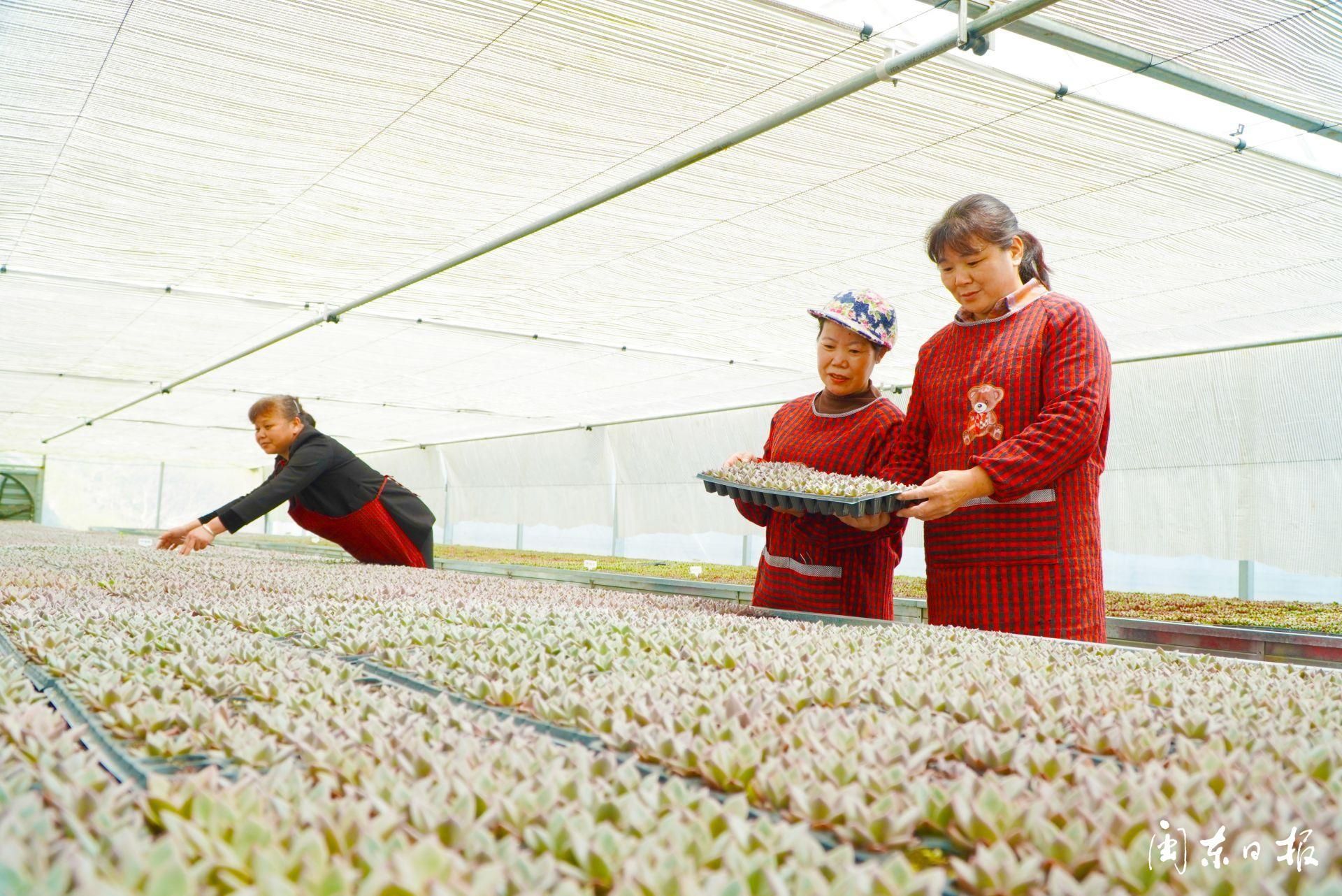 深学争优敢为争先实干争效|专访周宁县委书记袁华军