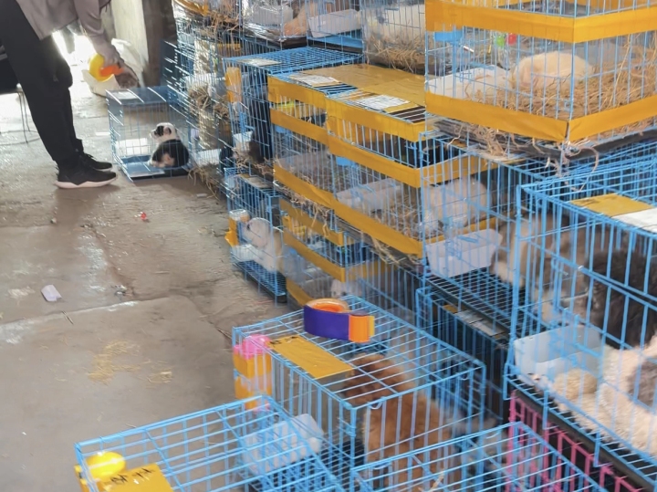 宠物线上代购主播背后的圈套：谁演得好谁就赚得多