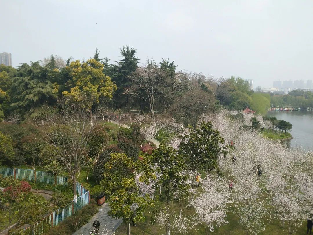 荆州赏樱,中国十大赏樱胜地最值得去的