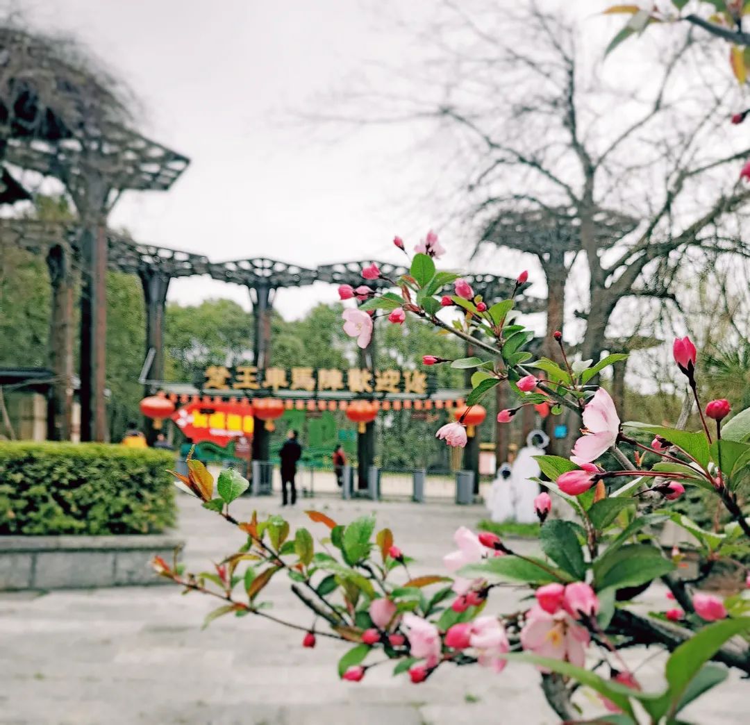 荆州赏樱,中国十大赏樱胜地最值得去的